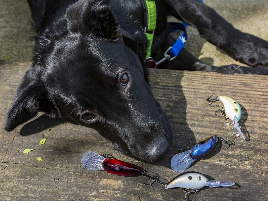 Best reviews of π― Strike King Pro Model 3XD π - Image 2