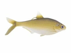 Cheapest 👍 13 Fishing - Coalition Bait Co B.A.M.F. Shad Swimbait 🔔