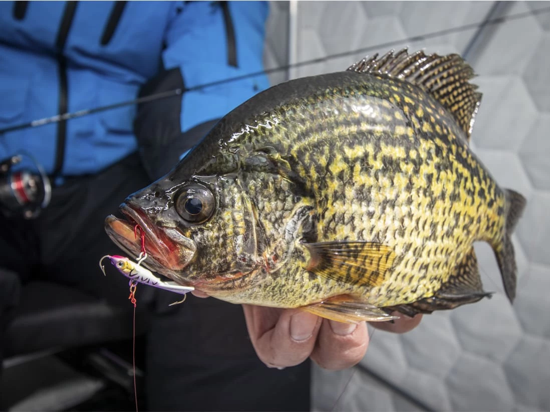 Best deal 🌟 Clam Tikka Mino ✔️ - Image 3