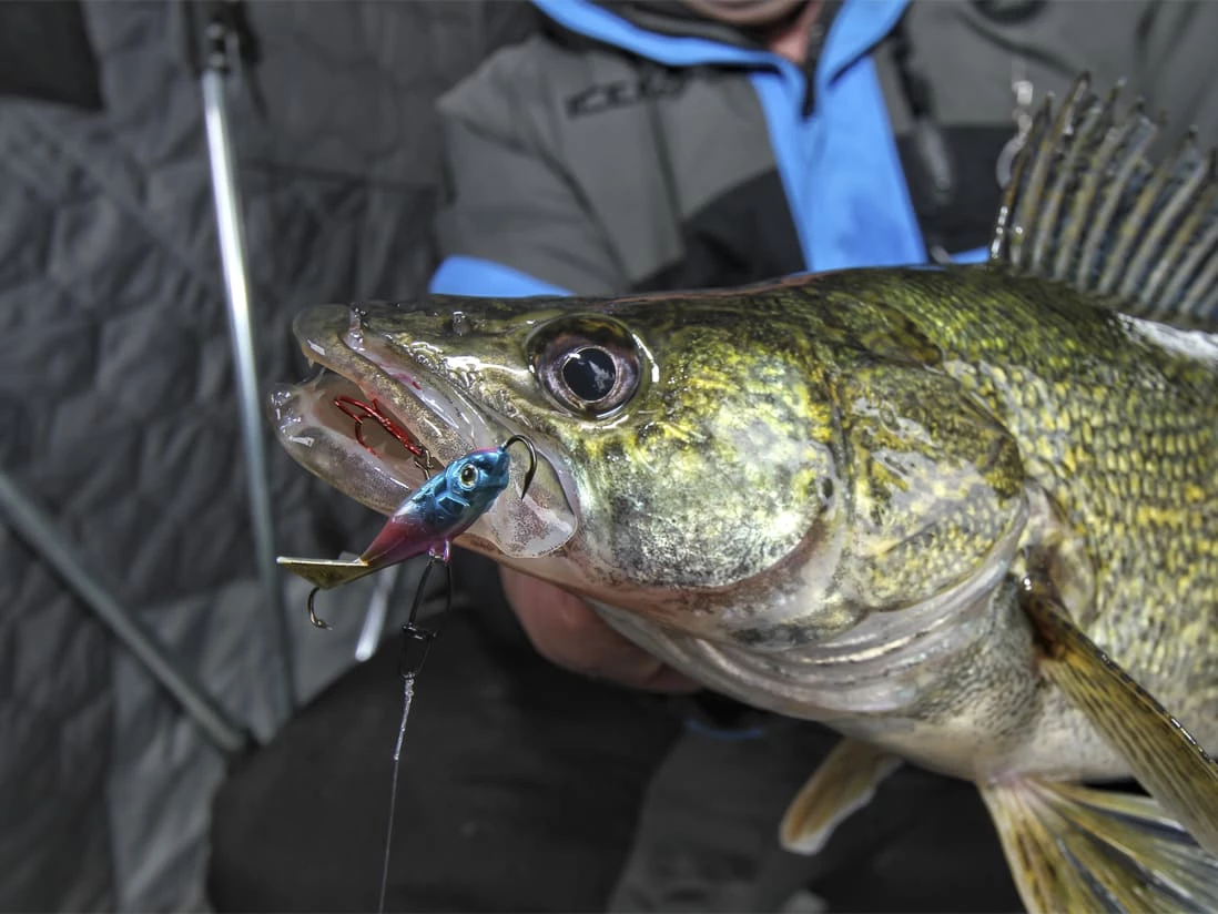 Best deal 🌟 Clam Tikka Mino ✔️ - Image 4