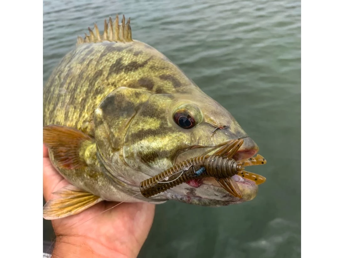 Discount βοΈ 10,000 Fish Sukoshi Bug 𧨠- Image 4